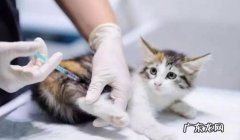 接种疫苗 健康养猫的关键是什么