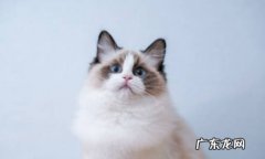 布偶猫 哪些品种的猫咪最名贵