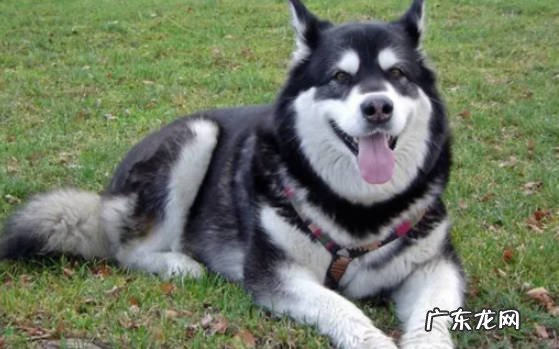 大丹犬 哪些狗狗中看不中用