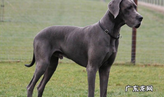 大丹犬 哪些狗狗中看不中用