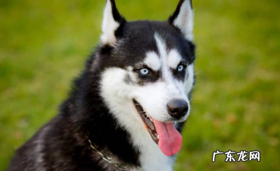 大丹犬 哪些狗狗中看不中用