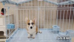 笼养 喂养柯基有哪些禁忌