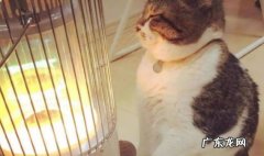 保暖 如何帮助猫咪渡过冬天
