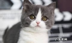 性格 英短猫和美短猫的区别是什么