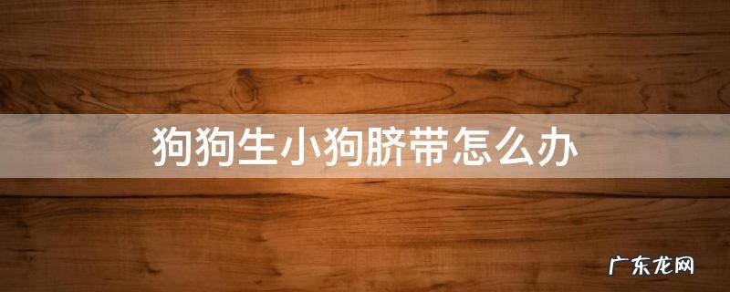 小狗生下来脐带怎么办 狗狗生小狗脐带怎么办
