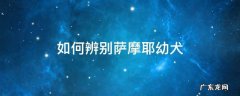 如何辨别萨摩耶幼犬 怎么辨别萨摩耶幼犬