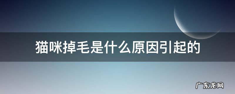 猫咪掉毛是正常现象吗 猫咪掉毛是什么原因引起的