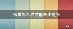 辣椒怎么种才能长出更多 辣椒怎么长出来