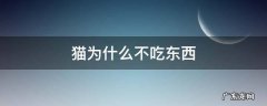 猫为什么不吃东西 猫为什么不吃东西还没有精神