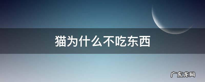 猫为什么不吃东西 猫为什么不吃东西还没有精神