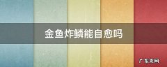 金鱼炸鳞能自愈吗 金鱼炸鳞有救吗