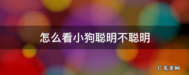 狗狗怎么看聪明不聪明 怎么看小狗聪明不聪明