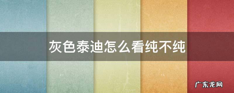 黑色泰迪怎么分辨纯不纯 灰色泰迪怎么看纯不纯
