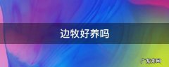 一个月的边牧好养吗 边牧好养吗
