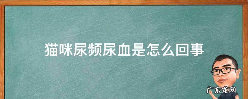 猫咪尿频带血是怎么回事 猫咪尿频尿血是怎么回事