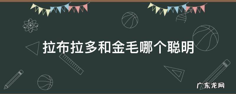 拉布拉多和金毛哪个聪明? 拉布拉多和金毛哪个聪明