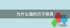为什么猫的爪子很臭 猫猫爪子很臭