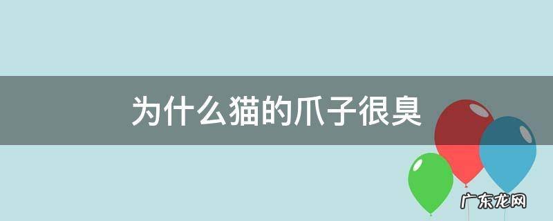 为什么猫的爪子很臭 猫猫爪子很臭