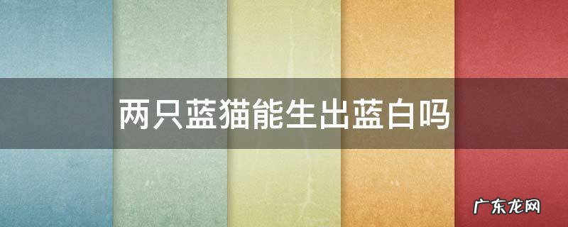 两只蓝猫能生出蓝白吗 两只蓝白猫能生出什么