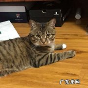 狸花猫 养了就想扔的猫咪是什么