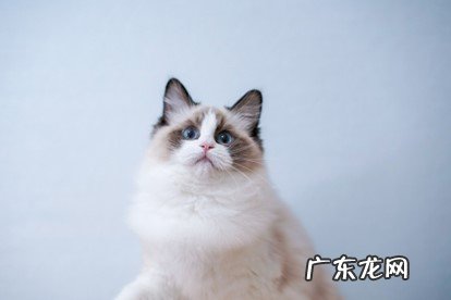 狸花猫 养了就想扔的猫咪是什么