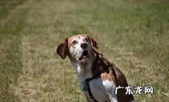 总关笼子里 养狗不能做什么事