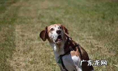 总关笼子里 养狗不能做什么事