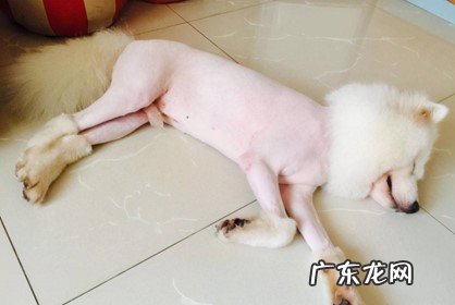 总关笼子里 养狗不能做什么事