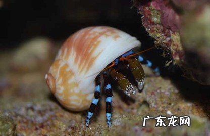 和尚蟹 常见的宠物蟹有什么