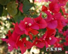 三角梅 不能在客厅养什么植物