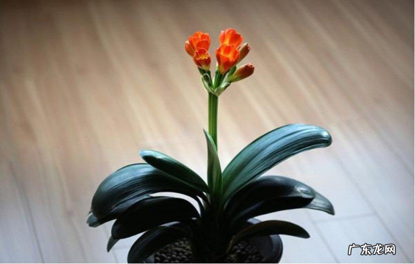 春季 君子兰是什么季节开花的