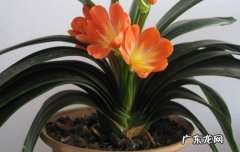 春季 君子兰是什么季节开花的