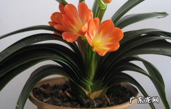 春季 君子兰是什么季节开花的