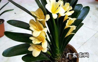 春季 君子兰是什么季节开花的