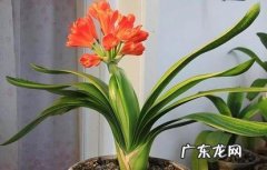 室内 君子兰是室内花还是室外花