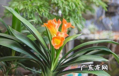 室内 君子兰是室内花还是室外花