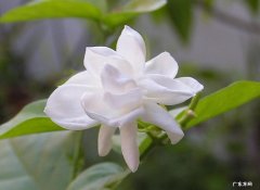 茉莉花 哪些植物存在风水禁忌
