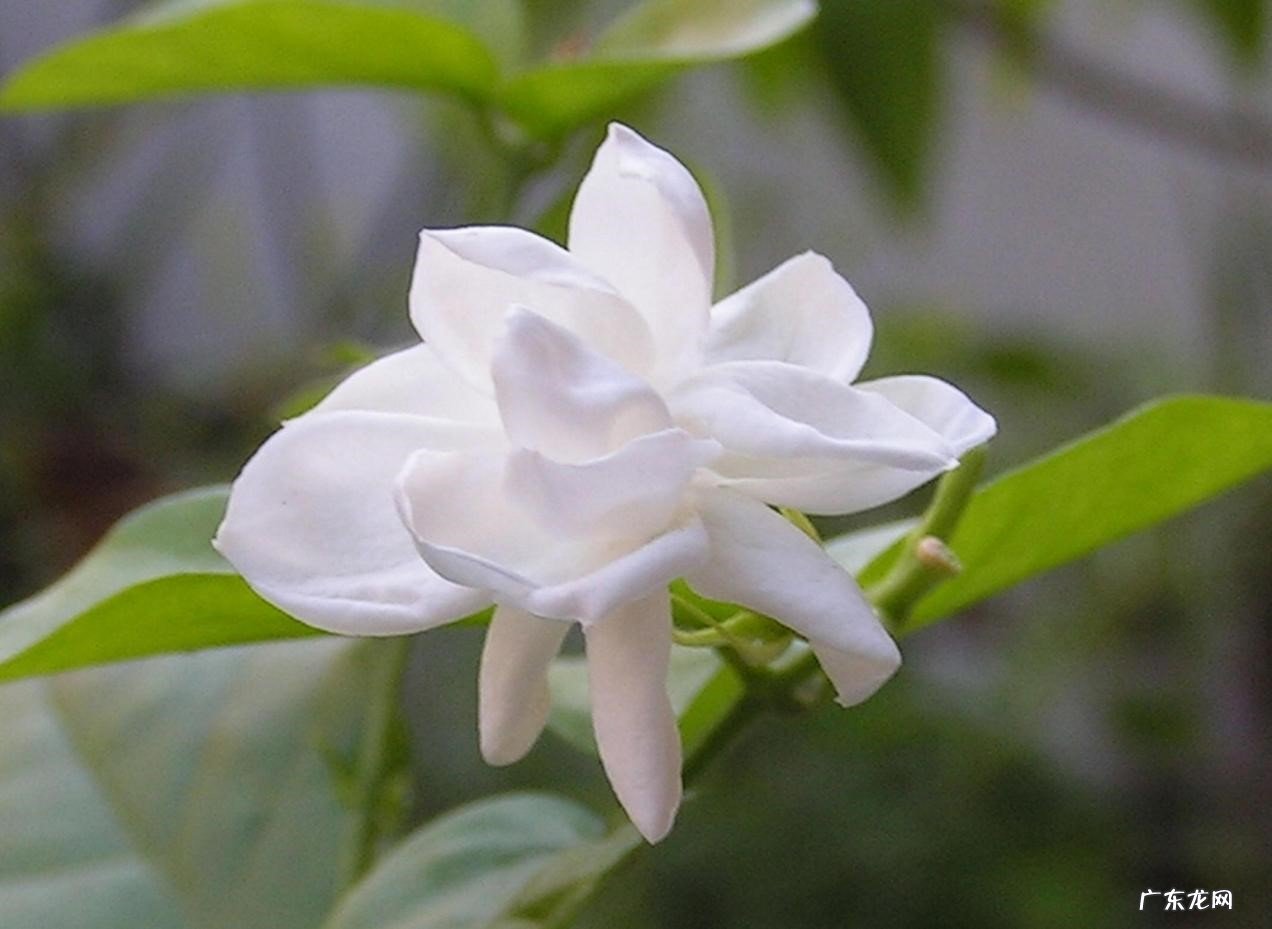 茉莉花 哪些植物存在风水禁忌