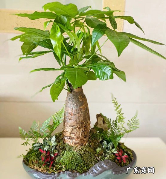 茉莉花 哪些植物存在风水禁忌