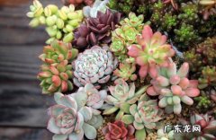 蝴蝶兰 哪些植物立冬后要旱养