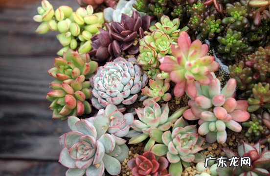 蝴蝶兰 哪些植物立冬后要旱养