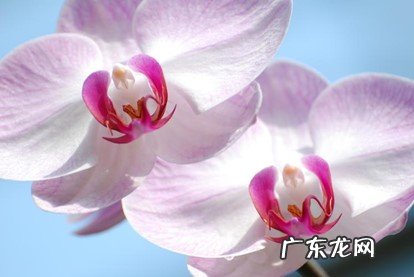 蝴蝶兰 哪些植物立冬后要旱养