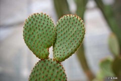 仙人掌 室内养护植物的选择是什么