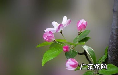 缺水 海棠换盆后叶子干了怎么办