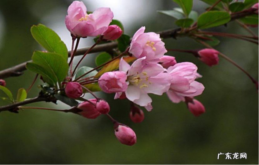 缺水 海棠换盆后叶子干了怎么办