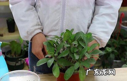 缺水 海棠换盆后叶子干了怎么办