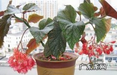 光照 银星秋海棠的养殖方法