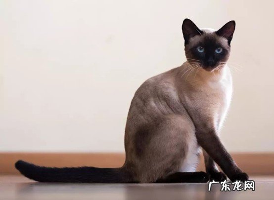 橘猫 不能错过的有灵性的猫是什么
