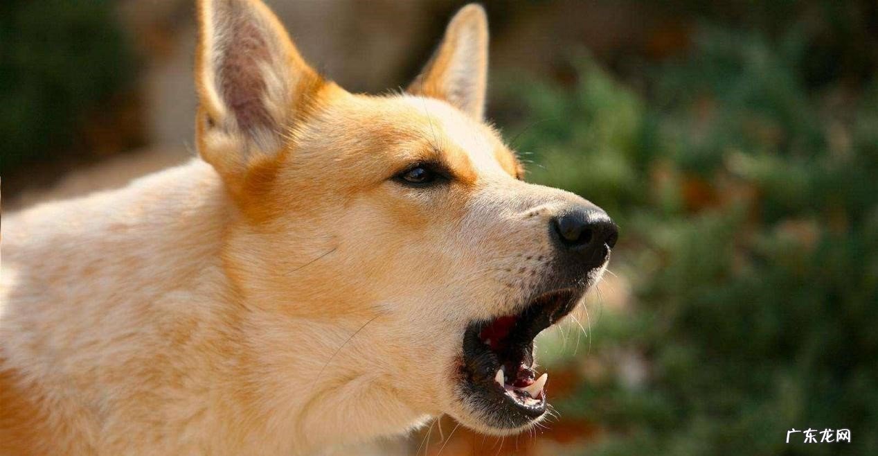 本能 为什么狗狗会乱叫