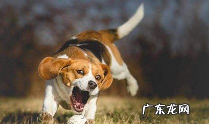 本能 为什么狗狗会乱叫